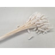 LAGURUS OVATUS BLANCHI +/-100GR