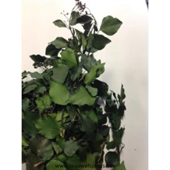 HEDERA PRESERVED GREEN +/-80GR BOPP/kraft