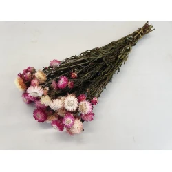 HELICHRYSUM LIGHT PINK NATURAL 1/2 BOPP/kraft Small packaging