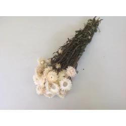 HELICHRYSUM WHITE NATURAL 1/2 BOPP/kraft Small packaging
