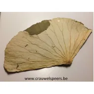 LOTUS LEAVES NATURAL 5PCS