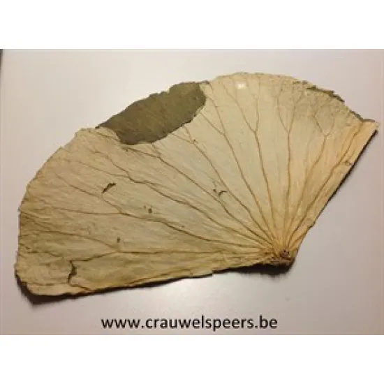 LOTUS LEAVES NATURAL 5PCS
