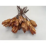 PROTEA REPENS CREAM 7PCS BOPP/kraft Small packaging