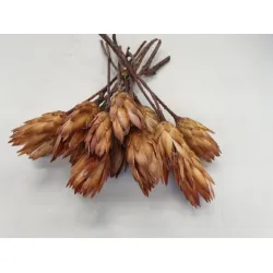 PROTEA REPENS CREAM 7PCS BOPP/kraft emballage hobby