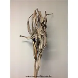 STRELITZIA BLAD LANG MODDERBRUIN 5ST BOPP/kraft hobbyverpakking