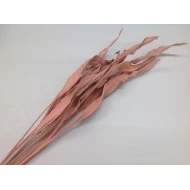 STRELITZIA POEDERPINK 5PCS BOPP/kraft Small packaging