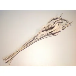 STRELITZIA BLAD LANG WHITE WASH 5ST BOPP/kraft hobbyverpakking