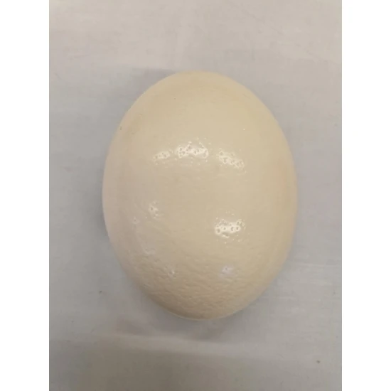 OEUF D&#x27;AUTRUCHE 1PC
