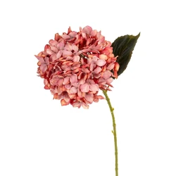 HORTENSIA 55CM KORAAL