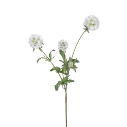SCABIOSA STELLATA 75CM WIT