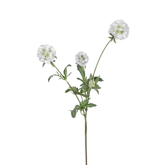 SCABIOSA STELLATA 75CM WHITE
