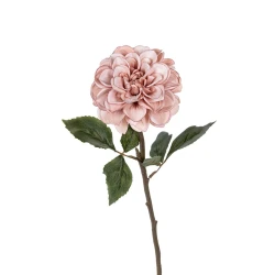 DAHLIA 59CM OUDROZE