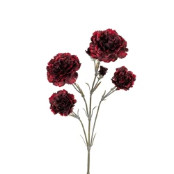 DIANTHUS DONKER ROOD 60CM