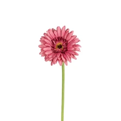 GERBERA 58CM OUDROZE