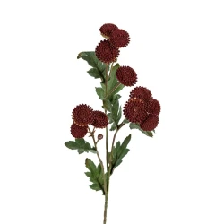 TANACETUM DONKER ROOD 60CM