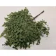 ADIANTHUM GROEN 10ST