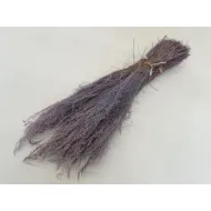 AGROSTIS NEBULOSA CLOUD GRASS LILA +/-50GR