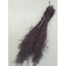 AGROSTIS NEBULOSA CLOUD GRASS PRUIM +/-50GR