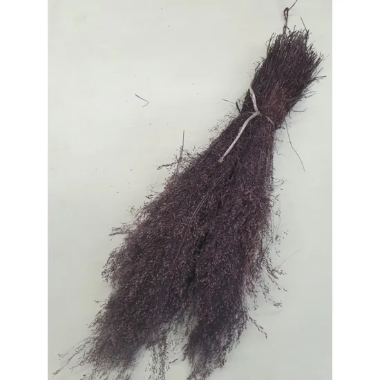 AGROSTIS NEBULOSA CLOUD GRASS PRUIM +/-50GR