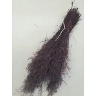 AGROSTIS NEBULOSA CLOUD GRASS PRUIM +/-50GR BOPP/kraft hobbyverpakking