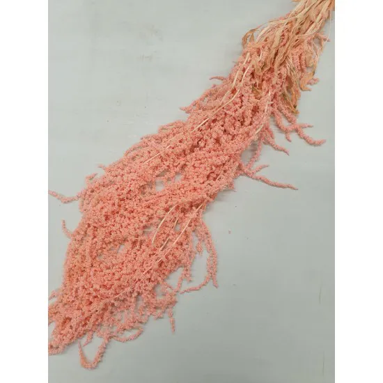 AMARANTHUS CAUDATUS PRESERVED PINK