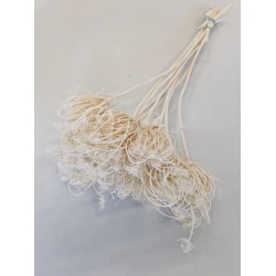 AMMI MAJUS GEBLEEKT BOPP/kraft hobbyverpakking