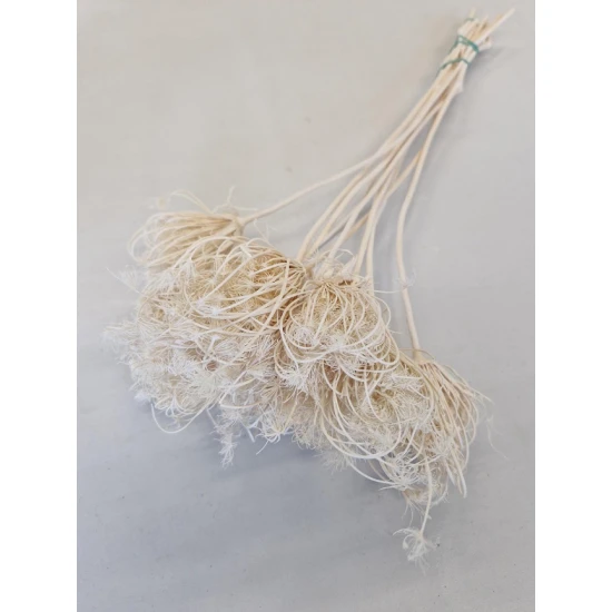 AMMI MAJUS BLANCHI BOPP/kraft