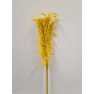 AMPELODESMA JAUNE +/-100GR