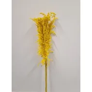 AMPELODESMA GEEL +/-200GR