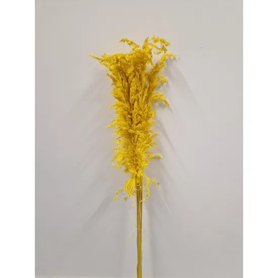 AMPELODESMA GEEL +/-200GR