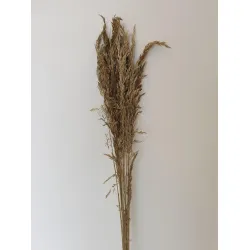 AMPELODESMA GOUD +/-100GR