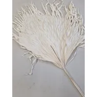 ANAO PALM BLEACHED