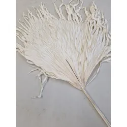 ANAO PALM GEBLEEKT BOPP/kraft hobbyverpakking