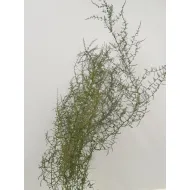 ASPARAGUS WILD GECONSERVEERD GROEN 5ST