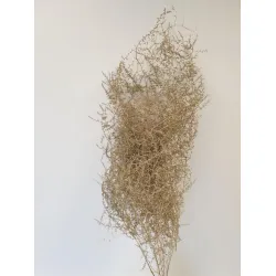 ASPARAGUS WILD GOUD 5ST