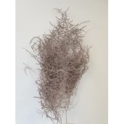 ASPARAGUS WILD ROSE GOLD 5ST