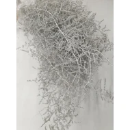 ASPARAGUS WILD WHITE WASH 5ST