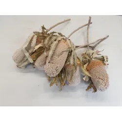 BANKSIA PRIONOTE NATUREL 3ST BOPP/kraft hobbyverpakking