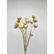 MOUNTAIN THISTLE CLOSED NATURAL 10PCS