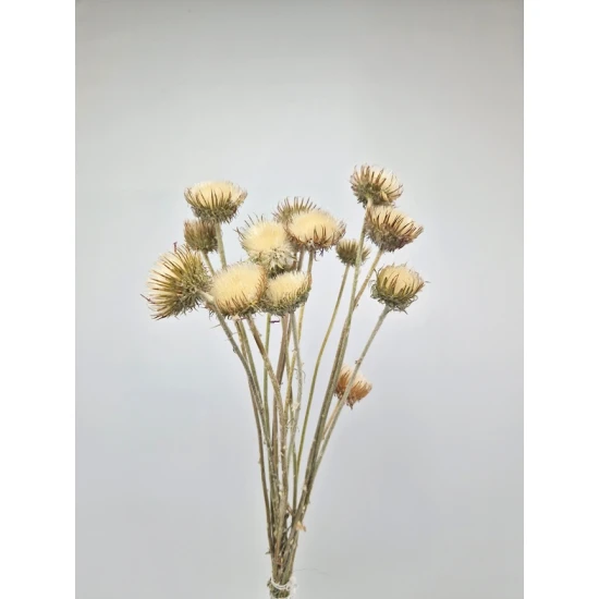 MOUNTAIN THISTLE CLOSED NATURAL 10PCS