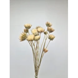 BERGKARDOEN DISTEL GESLOTEN NATUREL 10ST BOPP/kraft hobbyverpakking