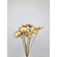 MOUNTAIN THISTLE OPEN NATURAL 10PCS