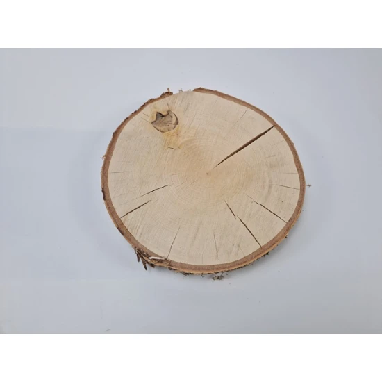 BIRCH SLICE +/-30CM +/-4CM NATURAL