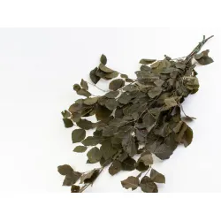 BEUK GECONSERVEERD (GESTABILISEERD) GROEN 1/2 BOPP/kraft hobbyverpakking