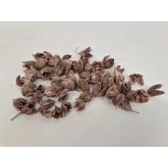 BEECH SHELLS ROSEGOLD +/-500GR