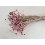 BOTAO BRANCO ROZE +/-50GR BOPP/kraft hobbyverpakking
