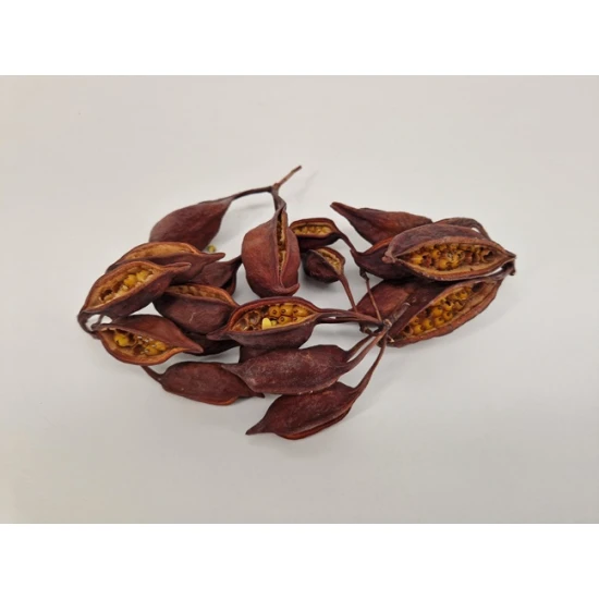 BRACHYCHITON NATUREL 500GR