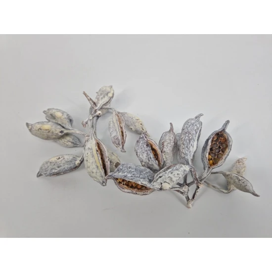 BRACHYCHITON WHITE WASH