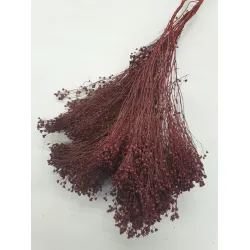 BROOM BLOOM PRUNE +/-100GR