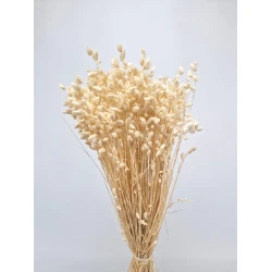 BRIZA MAXIMA GEBLEEKT +/-70GR